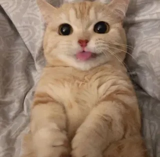 😋 Katze, süß, Tier, Haustier, lustig, Zunge, Kätzchen telegram sticker