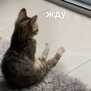 ⏳ жду kot, czekający, kotek, słodki, zwierzę whatsapp sticker