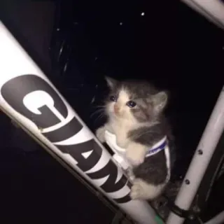 😩 gatito, gato, triste, bicicleta, lindo telegram sticker
