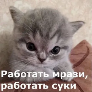😡 Работать мрази, работать суки cat, kitten, russian, offensive, animal, meme telegram sticker