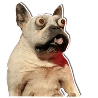 😨 dog, funny, animal, pet, eyes whatsapp sticker