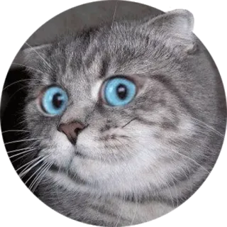 😧 cat, animal, cute, domestic, pet, kitten, blue eyes telegram sticker