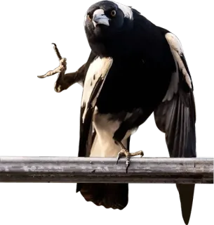 😡 magpie, bird, wildlife, animal, nature, avian telegram sticker
