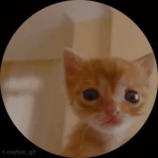 🐱 t.me/tim_gif gato, gatito, naranja, lindo, animal, mascota telegram sticker
