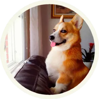 😜 собака, корги, животное, питомец, окно, милый whatsapp sticker