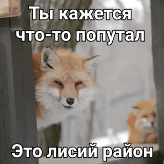 😳 Ты кажется что-то попутал
Это лисий район raposa, animal, meme, engraçado, natureza, floresta telegram sticker
