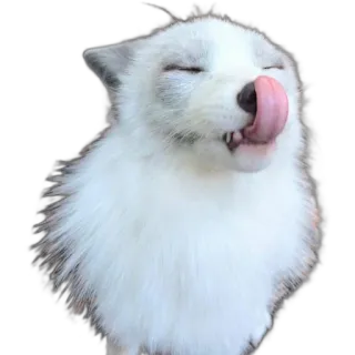 😛 fox, animal, white fox, arctic fox, cute, licking, tongue telegram sticker