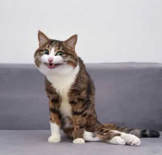 😸 kat, dier, huisdier, katachtig, huiskat, zoogdier telegram sticker