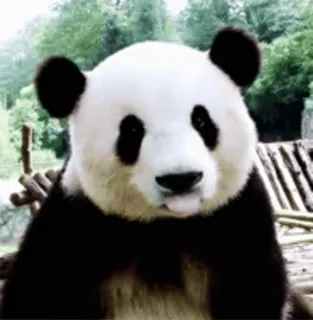 🐼 Panda, Binatang, Lucu, Beruang, Satwa liar, Mamalia, Kebun binatang whatsapp sticker