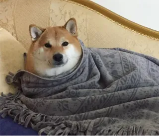 🛏 chien, shiba inu, couverture, confortable, animal, animal de compagnie telegram sticker