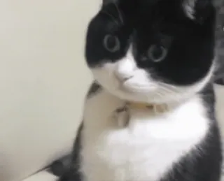 😳 kucing, hitam putih, kucing tuxedo, hewan peliharaan, peliharaan, kucing telegram sticker