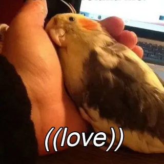 ❤ ((love)) amour, cockatiel, oiseau, animal de compagnie, affection, mignon, animal telegram sticker