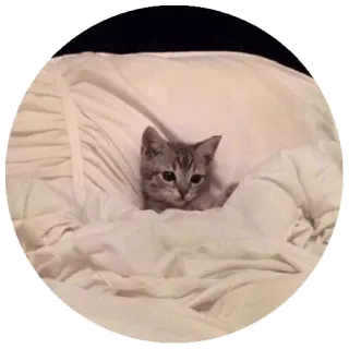 😒 gato, gatito, lindo, animal, cama, dormilón telegram sticker