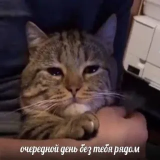 😞 очередной день без тебя рядом kucing, sedih, hewan peliharaan, binatang, kucing domestik telegram sticker