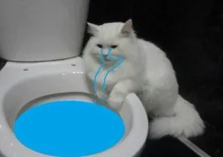 😭 gatto, water, piangere, lacrime blu, gatto bianco, animale domestico, bagno telegram sticker