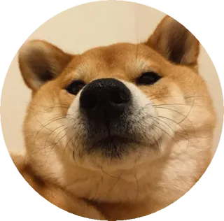 😑 개, 시바견, 동물, 밈, 애완동물 telegram sticker