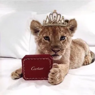 🦁 Cartier cachorro de león, corona, Cartier, animal, lindo, cría animal telegram sticker