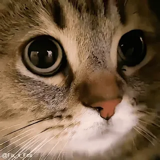 😠 cat, cute, animal, pet, kitten, eyes, domestic cat, feline telegram sticker