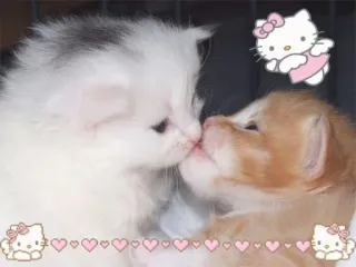 Zhraaayy neko's sticker whatsapp stickers