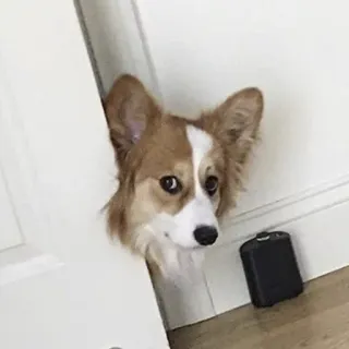 👀 corgi, chien, porte, animal de compagnie, animal, mignon telegram sticker