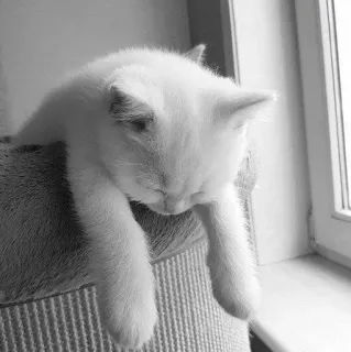 🖇 cat, animal, domestic cat, cute, pet, feline telegram sticker