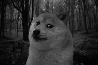 🥲 Doge doge, pies, mem, przestraszony, las, smutny telegram sticker