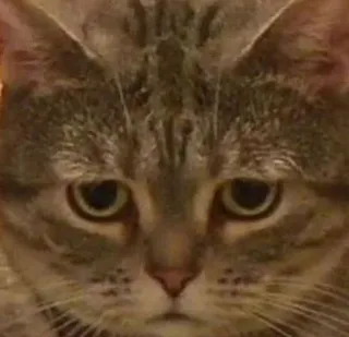 🐱 chat, animal, animal de compagnie, félin telegram sticker