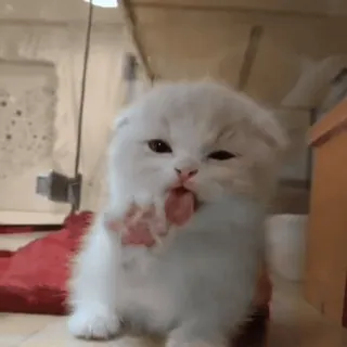 😋 小猫, 猫, 可爱, 动物, 宠物, 舔爪子 telegram sticker