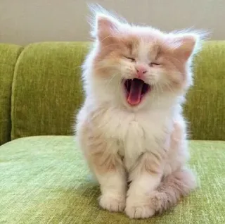 🌸 子猫, 猫, あくび, 可愛い, ふわふわ telegram sticker