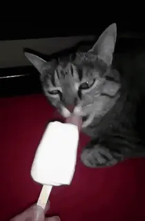 🍦 gato, sorvete, picolé, animal, animal de estimação, lambendo telegram sticker