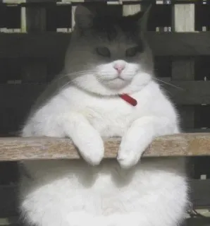 🍥 gato, animal, animal de estimação, mamífero, fofo, felino telegram sticker