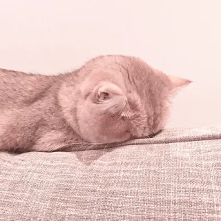 🐈 Katze, schlafend, Haustier, Tier, häuslich, Katzenartig whatsapp sticker