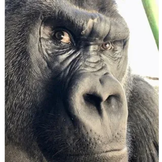 🤨 Harambe telegram sticker