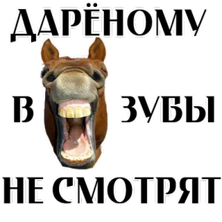 Stickers With Horses @stickersb2b telegram stickers