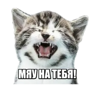 🤬 МЯУ НА ТЕБЯ! cat, kitten, meme, animal, funny telegram sticker