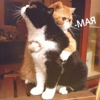 ❤️ -мая gatti, carino, animali, abbraccio, animale domestico whatsapp sticker