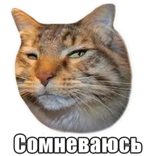 Мысли кота telegram stickers
