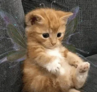 💓 кот, котёнок, фея, крылья, милый, животное, домашний whatsapp sticker