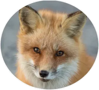 🦊 fuchs, tier, wildtier, natur, säugetier telegram sticker