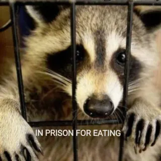 ⛓ IN PRISON FOR EATING енот, тюрьма, еда, животное, смешной, юмор, мем telegram sticker