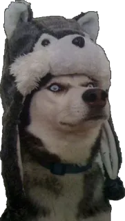 😨 husky dog telegram sticker