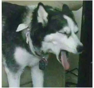 👽 Hund, Husky, Tier, Haustier telegram sticker
