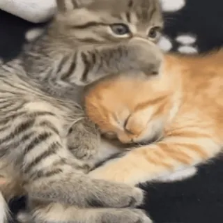 😘 mèo, mèo con, động vật, dễ thương, thú cưng, họ mèo, mèo nhà, đáng yêu telegram sticker