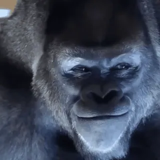🦍 gorilla, ape, animal, wildlife, mammal whatsapp sticker