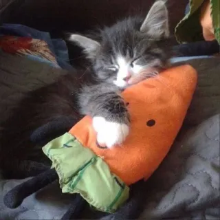 😴 고양이, 새끼 고양이, 당근, 자는, 귀여운, 애완 동물, 동물 telegram sticker