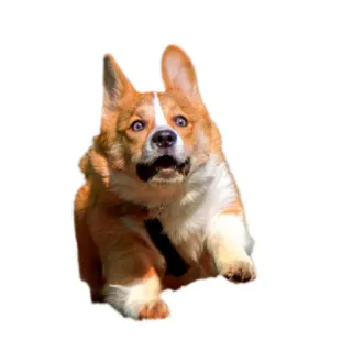 😱 corgi, perro, animal, mascota, corriendo, lindo telegram sticker