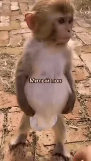 💫 Милый пон monyet, hewan, imut telegram sticker