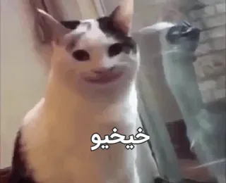 😐 خيخيو cat, meme, arabic text, funny, animal telegram sticker