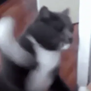 🥊 Katze, Tier, süß, Haustier, Kätzchen, lustig telegram sticker