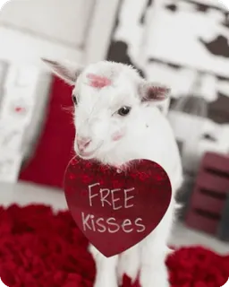 🌟 Free Kisses ヤギ, 赤ちゃん動物, キス, 愛, ハート, かわいい telegram sticker